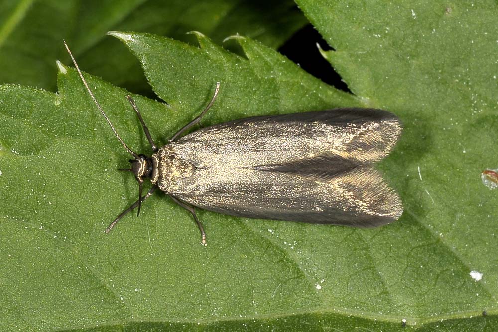 Gelechiidae? No, Scythrididae, Scythris sp.